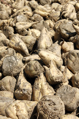 sugar beet agriculture harvest