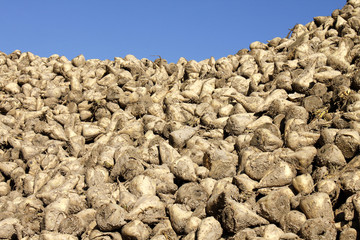 sugar beet agriculture harvest