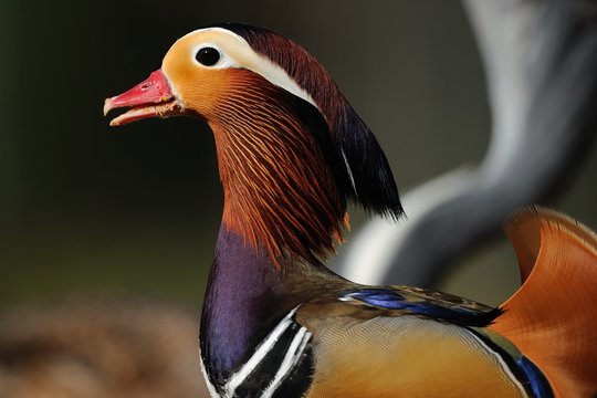 Anatra bilder – Bläddra bland 6,903 stockfoton, vektorer och videor ...