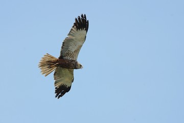 Obraz premium Falco di palude