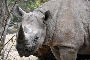 Nashorn