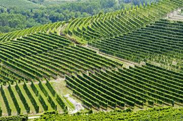 Hills with vineyards in Italy