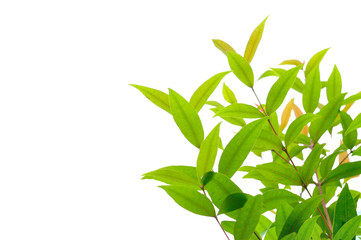 Green leaves on white background