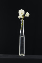 Bright white orchid in vase