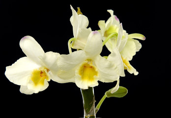 Fototapeta na wymiar Makro z gałęzi pięknej orchidei na czarno