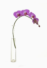 branchbeautiful pink orchid in vase