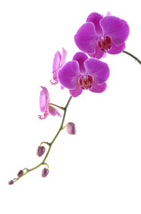 Fototapeta na wymiar Beautiful pink orchid