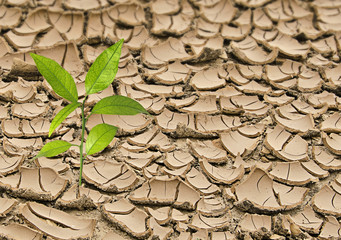 Barren land