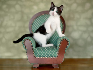 Little Kitten Sitting in a Chair