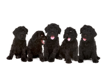 Group of Black Russian Terrier Puppies