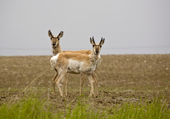Pronghorn Antelope