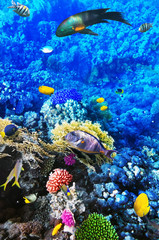 Coral and fish in the Red Sea. Egypt, Africa.