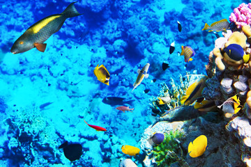 Plakat Koral i ryby w Morzu Czerwonym. Egipt, Afryka.