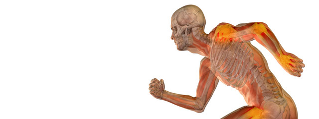 High resolution 3D human ideal for anatomy,medicine and health