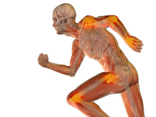 High resolution 3D human ideal for anatomy,medicine and health