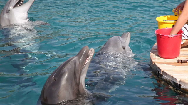 Person feeding a dolphins in Eilat dolphinarium, Israel