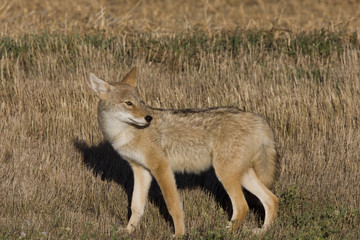 Fototapeta premium Coyote Saskatchewan