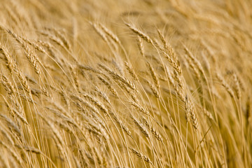 Close up Wheat
