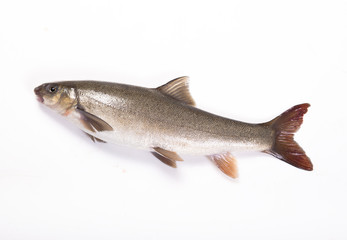 Freshwater fish on a white background