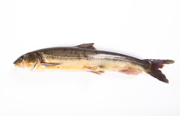 Freshwater fish on a white background