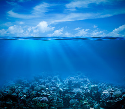 Fototapeta Underwater coral reef seabed view with horizon and water surface