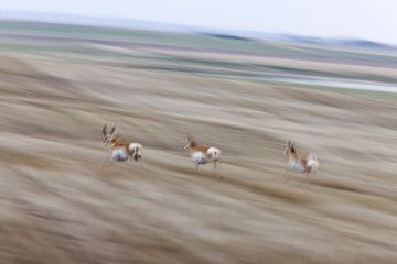 Pronghorn Antelope Running