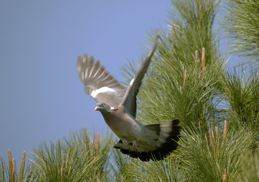 Pigeon ramier en vol