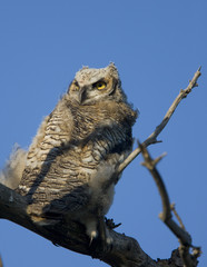 Great Horned Owl