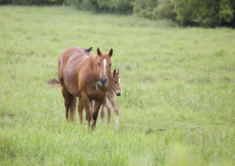 Horses in Pasture