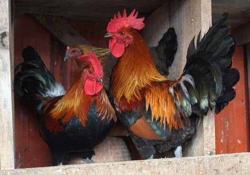 Coqs et poules basse cour