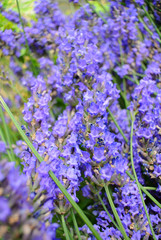 Lavendel