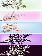 set of cherry tree branches