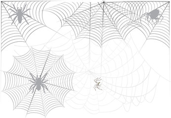 large spiders in grey web on white