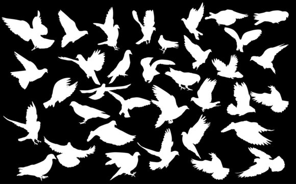 large set of pigeon white silhouettes