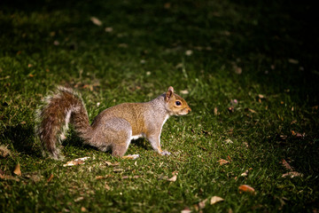 Squirrel