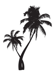 palms