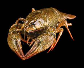 Alive crayfish isolated on black
