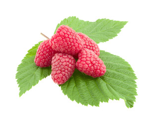 Raspberry leaves.