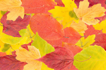 Naklejka na ściany i meble Autumn leaves.