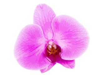 Naklejka na ściany i meble Orchid na białym tle