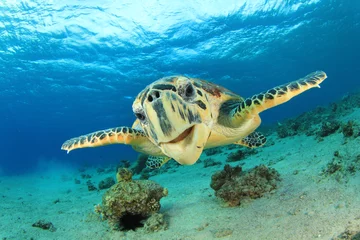 Keuken foto achterwand Schildpad Karetschildpad Zeeschildpad