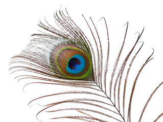Fototapeta premium peacock feather