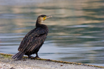 Cormorano bagnato buffo