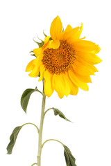 Obraz premium Bright yellow sunflower with green stem and leaves, isolated on a clean white background, summer floral beauty