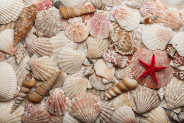 Sea shells texture