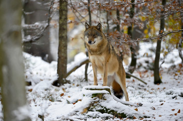 Wolf im Schnee