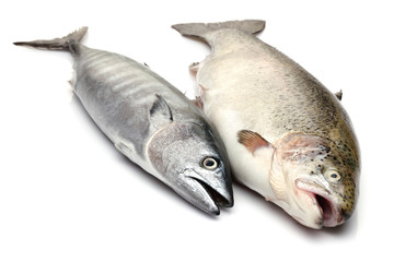 Fresh Bonito and Salmon