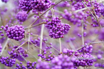 Schönfrucht / Callicarpa giraldii / (Liebesperlenstrauch)