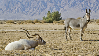 Antelope adax and onager ass in nature reserve, Eilat
