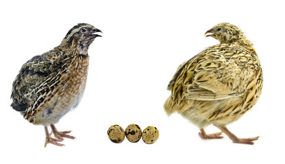 Quails with eggs  on white